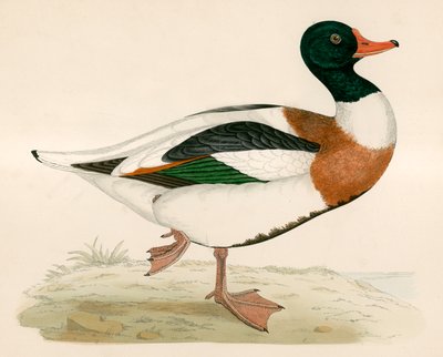 Shieldrake von Beverley R. Morris